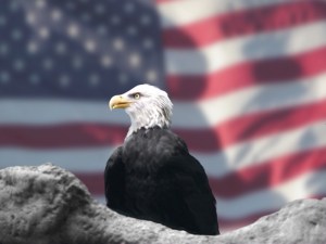 Eagle and American Flag