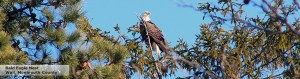eagle_01