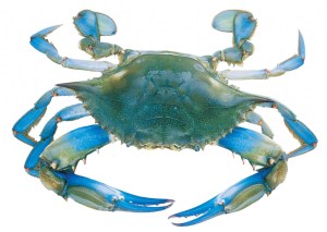 Blue_crab-1024x729