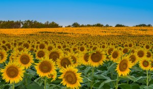 14956238168_fba2131c7a_b